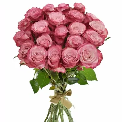Kytice 21 růžových růží NO LIMIT 40cm