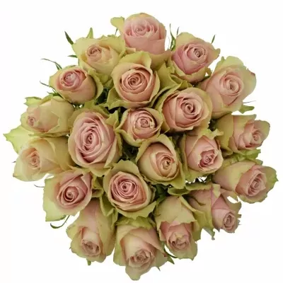 Jednodruhová kytice 21 růžových růží PINK ATHENA 50 cm