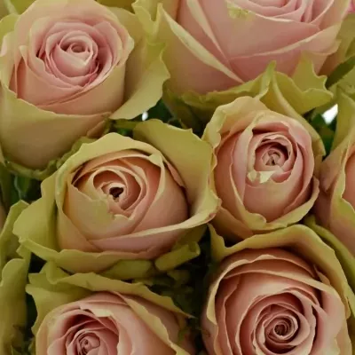 Kytice 21 růžových růží PINK ATHENA 40cm