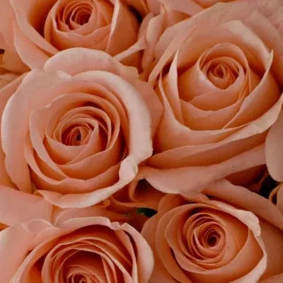 Kytice 21 růžových růží PINK PANASH 40cm