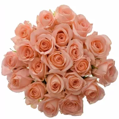 Kytice 21 růžových růží PINK PANASH 50cm