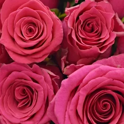 Kytice 21 růžových růží Pink Rhodos 40cm