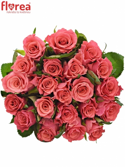 Kytice 21 růžových růží PINK TACAZZI 60cm