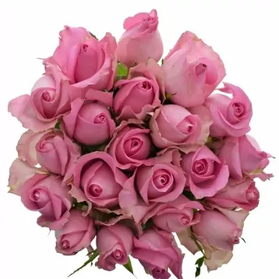 Kytice 21 růžových růží REVIVAL 50cm