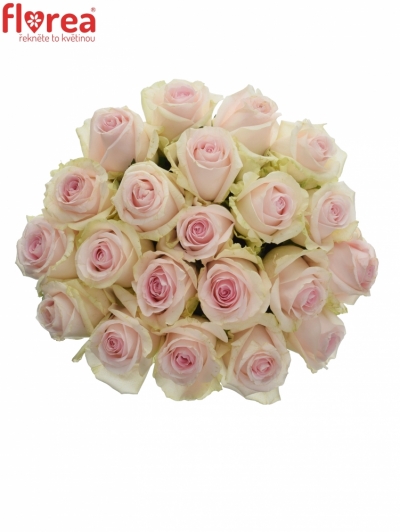 Kytice 21 růžových růží REVIVAL SWEET 80cm