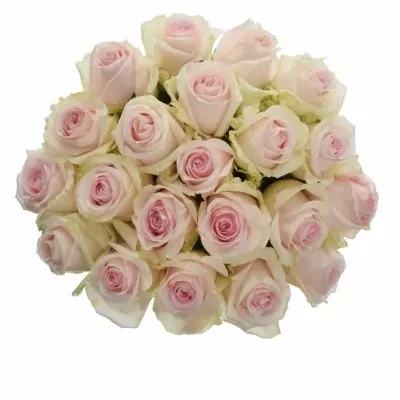 Jednodruhová kytice 21 růžových růží REVIVAL SWEET 60 cm