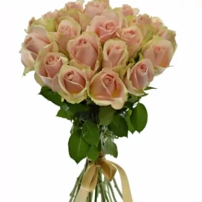Kytice 21 růžových růží ROYAL PINK 40cm