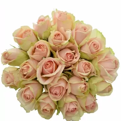 Kytice 21 růžových růží ROYAL PINK 40cm