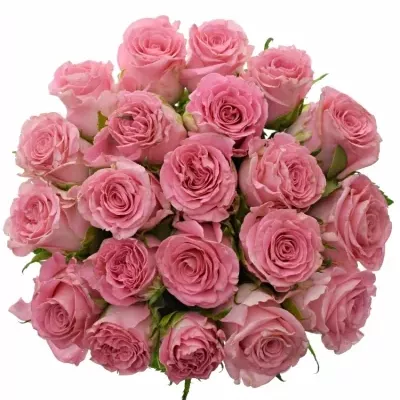 Kytice 21 růžových růží SEDUCTIVE@ 50 cm