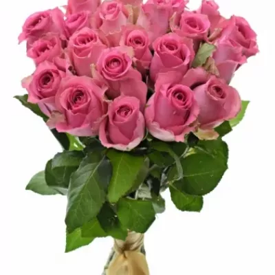 Kytice 21 růžových růží SHANGHAI LADY 40cm 