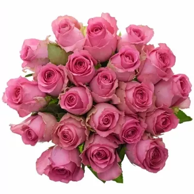 Kytice 21 růžových růží SHANGHAI LADY 70cm 