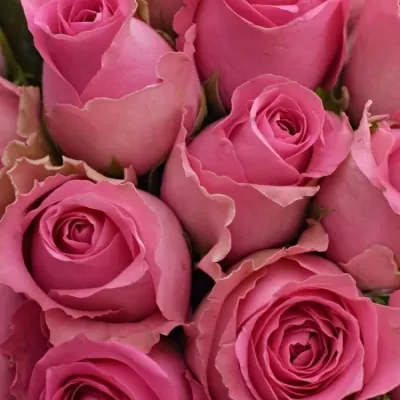 Kytice 21 růžových růží SHANGHAI LADY 40cm 