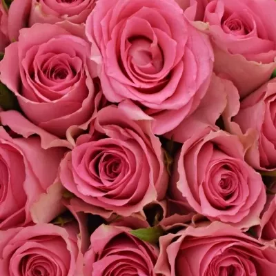 Kytice 21 růžových růží SMOOTHIE 60cm