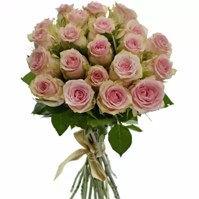 Kytice 21 růžových růží SUDOKU 50 cm
