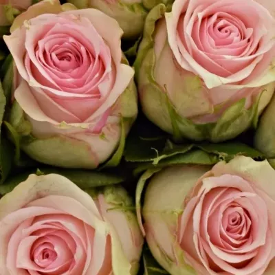 Kytice 21 růžových růží SUDOKU 50 cm