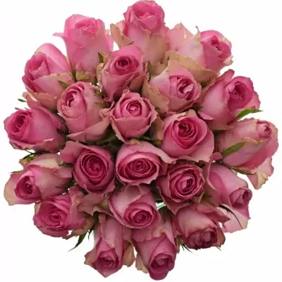 Kytice 21 růžových růží SUPREME+ 50cm