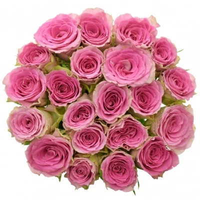 Kytice 21 růžových růží TIMES SQUARE 70cm