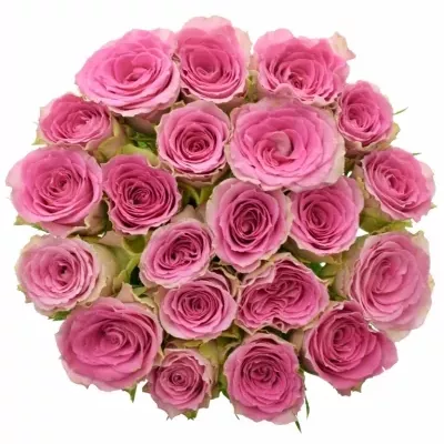 Jednodruhová kytice 21 růžových růží TIMES SQUARE 50 cm