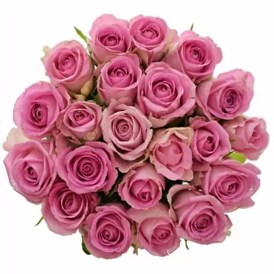 Kytice 21 růžových růží VIDEO 60 cm