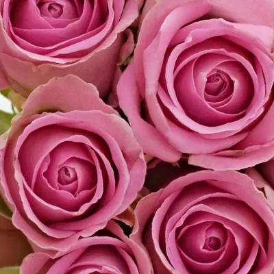 Kytice 21 růžových růží VIDEO 50cm