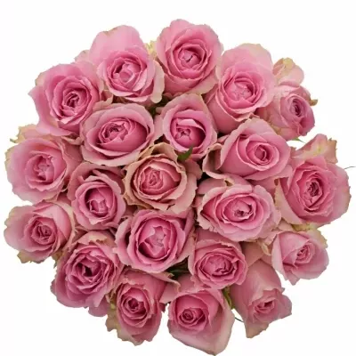 Jednodruhová kytice 21 růžových růží WHAM 50 cm