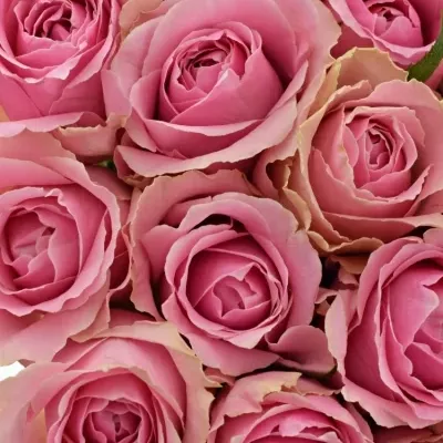 Kytice 21 růžových růží WHAM 50cm