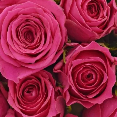 Kytice 21 růžových růží WINK 40 cm