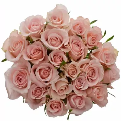 Kytice 21 růžových růží YVONNE 60cm