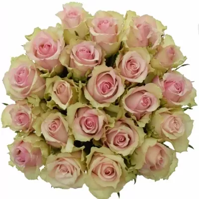 Kytice 21 smetanových růží DREAMLAND 60cm