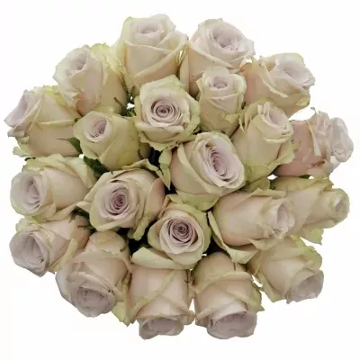 Kytice 21 světle fialových růží SILVERY FLAME 60cm