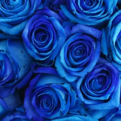Kytice 21 tyrkysově modrých růží OCEAN BLUE VENDELA