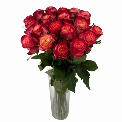 Kytice 21 vícebarevných růží MAI TAI