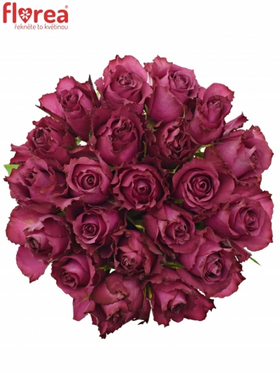 Kytice 21 vínových růží BLUEBERRY 80cm