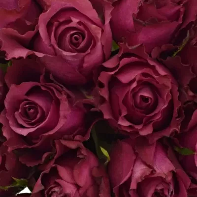 Kytice 21 vínových růží BLUEBERRY 40cm