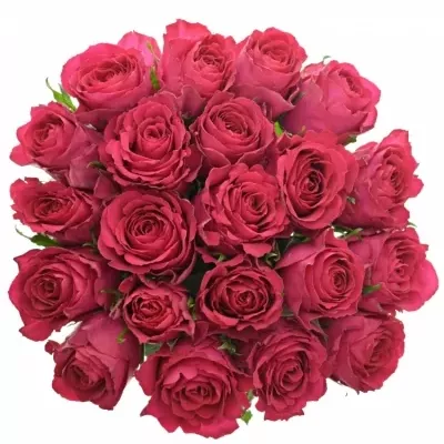 Jednodruhová kytice 21 fialových růží MADAM CERISE 50 cm