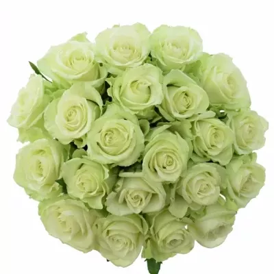 Jednodruhová kytice 21 zelených růží NOELLE! 70 cm