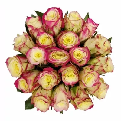 Kytice 21 žíhaných růží ALISON 50cm