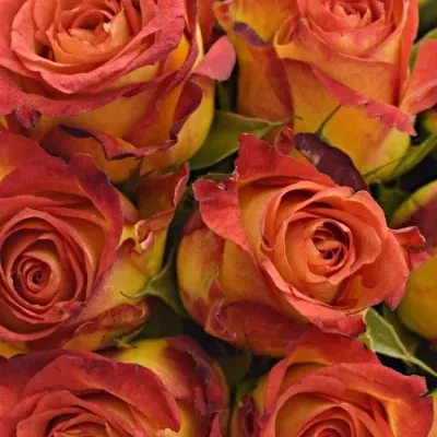 Kytice 21 žíhaných růží CATCH