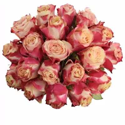 Kytice 21 žíhaných růží CHAPEAU 50cm