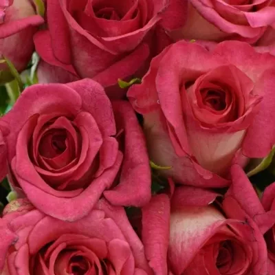 Kytice 21 žíhaných růží CLARION 40cm