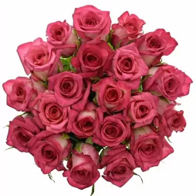 Kytice 21 žíhaných růží CLARION 60cm