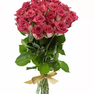 Kytice 21 žíhaných růží CLARION 40cm
