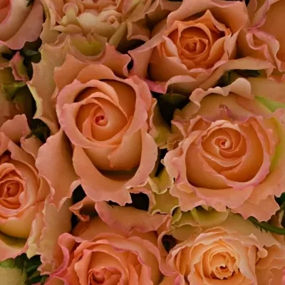 Kytice 21 žíhaných růží DUETT 50 cm