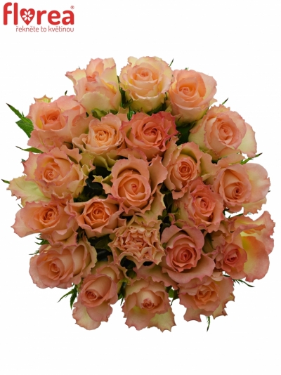 Kytice 21 žíhaných růží DUETT 50 cm