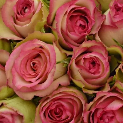 Kytice 21 žíhaných růží GLOW! 40cm