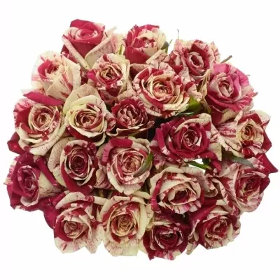 Kytice 21 žíhaných růží HARLEQUIN 50cm