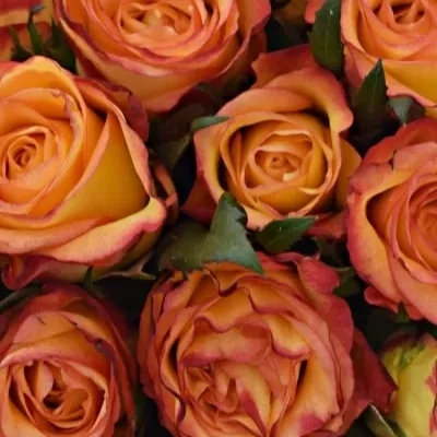 Kytice 21 žíhaných růží HIGH & MAGIC 40cm