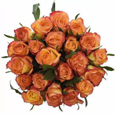 Kytice 21 žíhaných růží HIGH & MAGIC 40cm