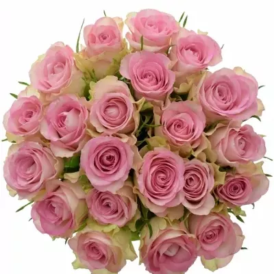 Kytice 21 žíhaných růží LOVELY JEWEL 50cm