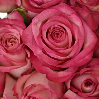 Kytice 21 žíhaných růží MYSTELLE 50cm